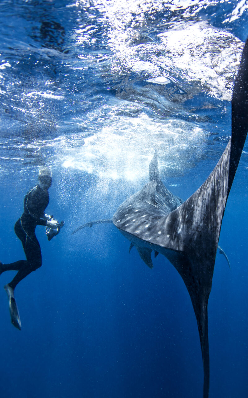 Maldive Whale Shark