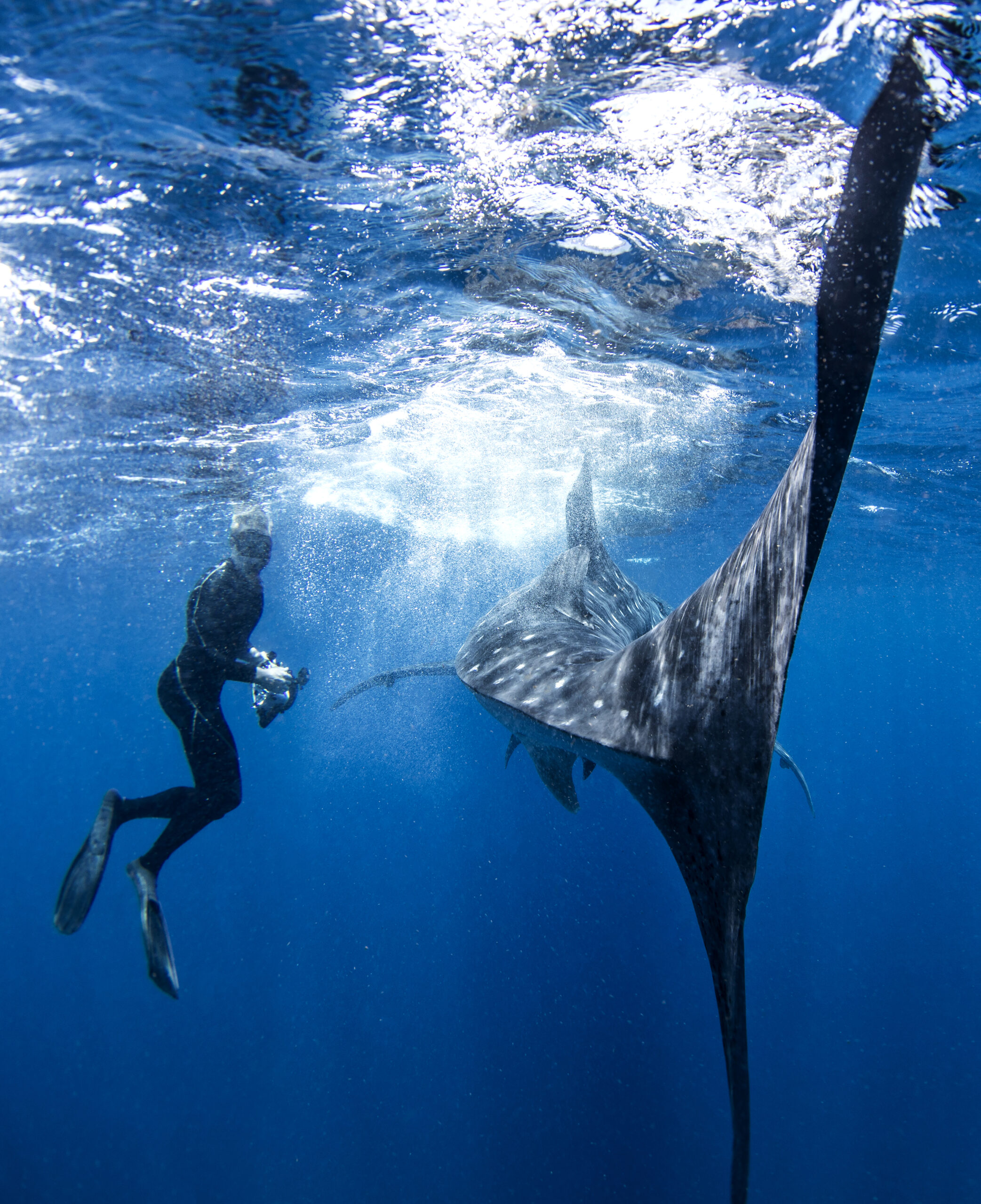 Maldive Whale Shark