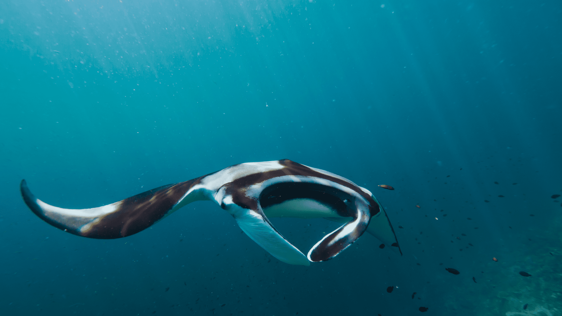 Maldive Manta Cruise